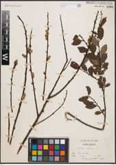 Foto von Salix aurita L.